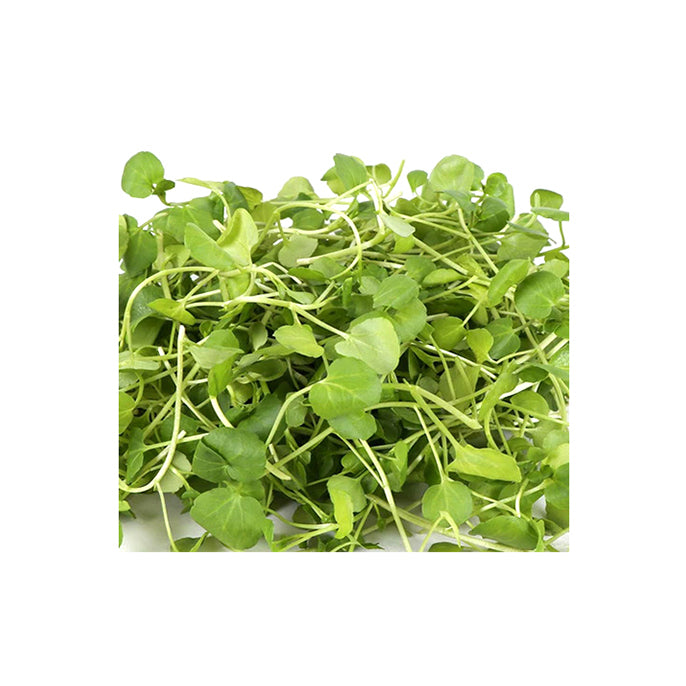 American Water Cress