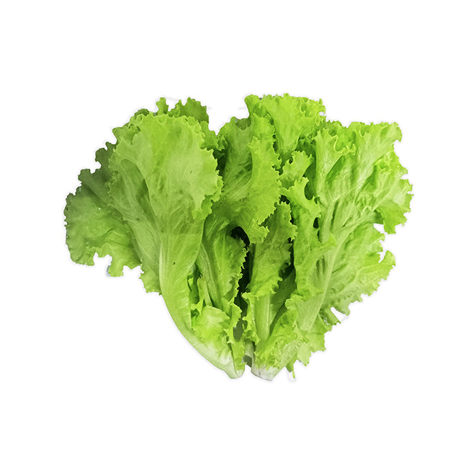 Green Ice Lettuce