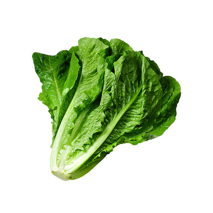 Romaine Lettuce