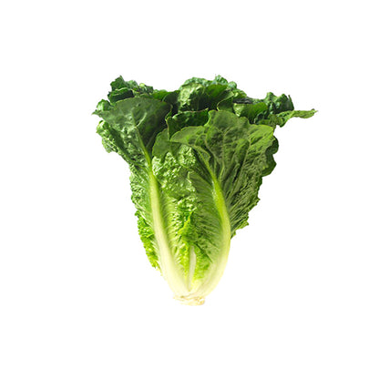 Romaine Lettuce