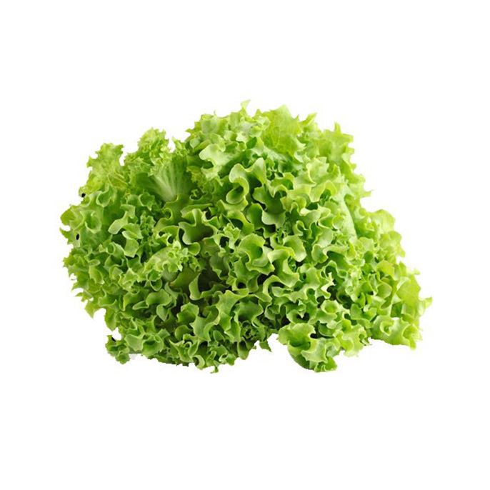 Green Ice Lettuce