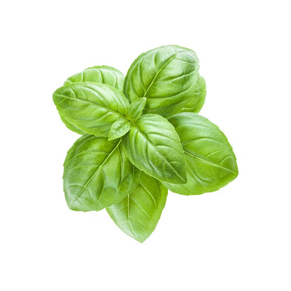 Genovese Basil (per 100g)