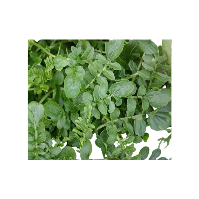 American Land Cress