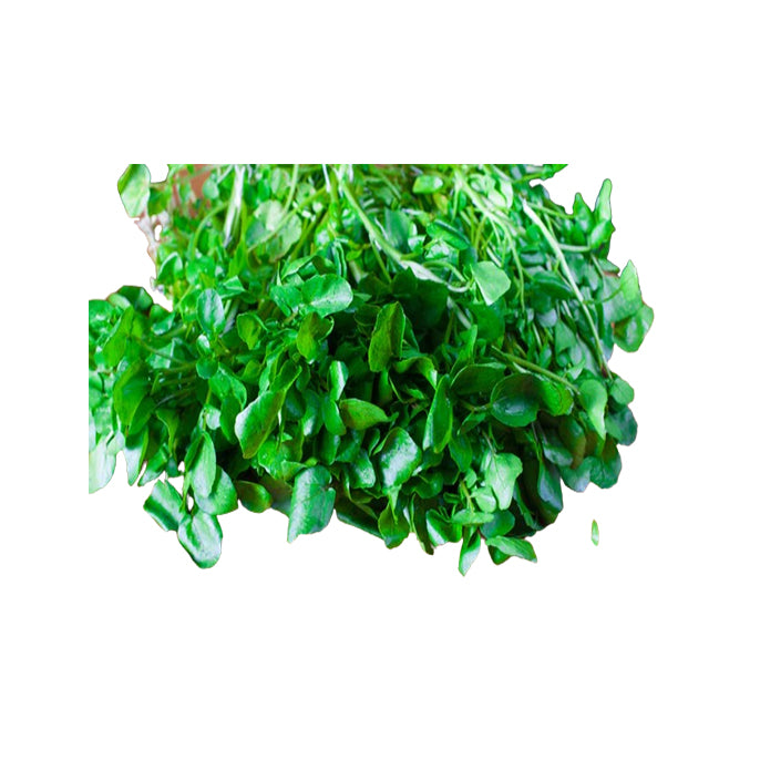 American Land Cress